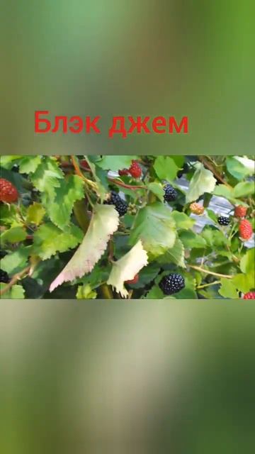 Ежевика Блэк джем 5#shorts