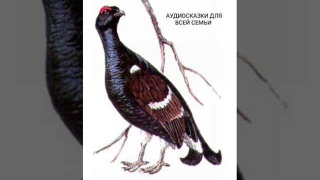 ДВОЙНОЙ СЛЕД