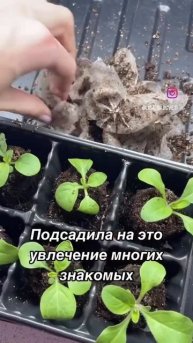 И это еще 1 февраля 😁 буду сеять еще 1 марта и 1 апреля