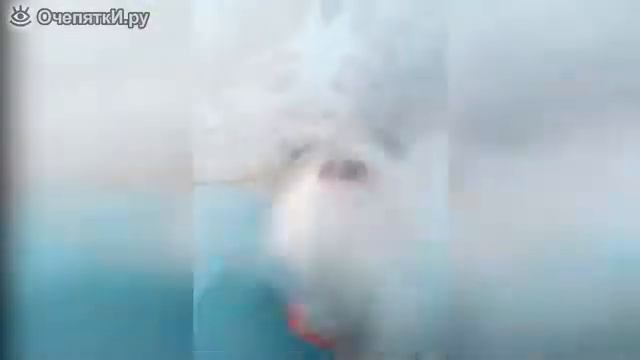 До слёз прикольные котики