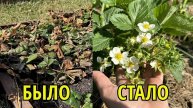 КЛУБНИКА весной, САМАЯ ВАЖНАЯ ПОДКОРМКА и обработка от вредителей и болезней за 1 раз