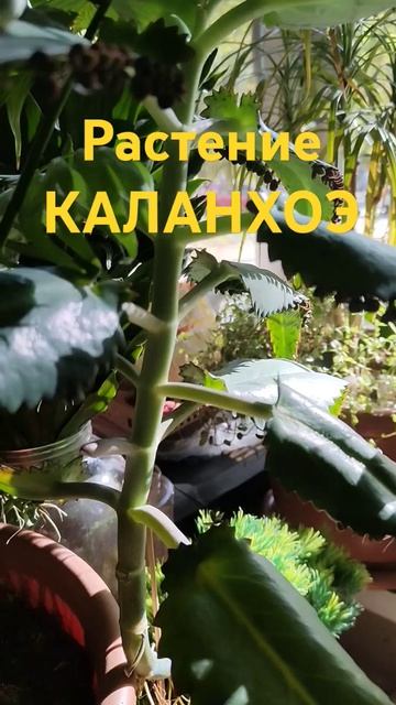 Каланхоэ Поможет при отите,стоматите,ангине,гайморит?
