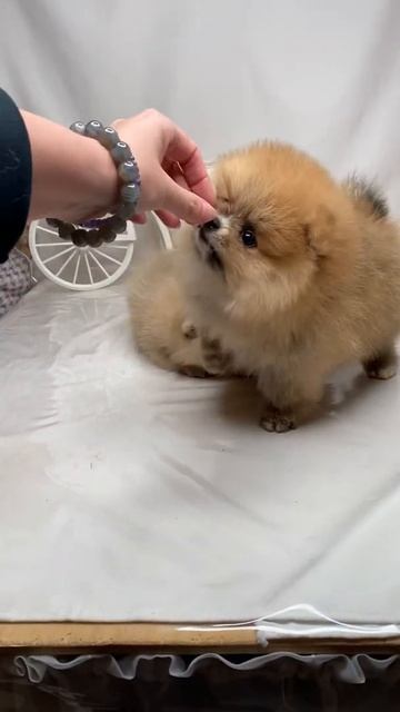 Шпиц мишка мини мальчик и девочка