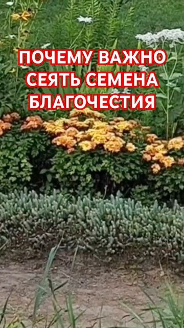 ПОЧЕМУ ВАЖНО СЕЯТЬ СЕМЕНА БЛАГОЧЕСТИЯ