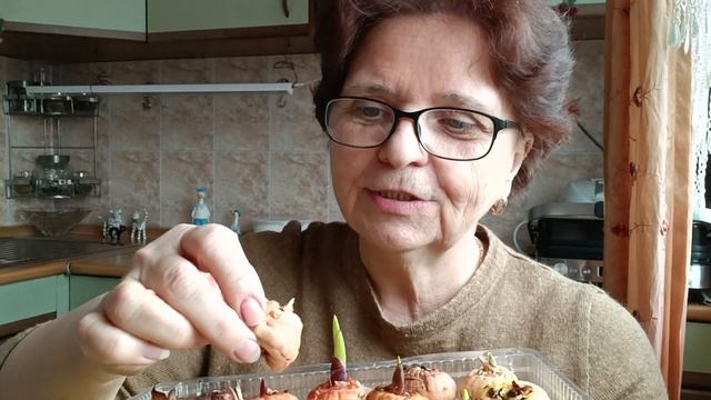 Посеяла на рассаду овощи, что делать с георгинами и гл?