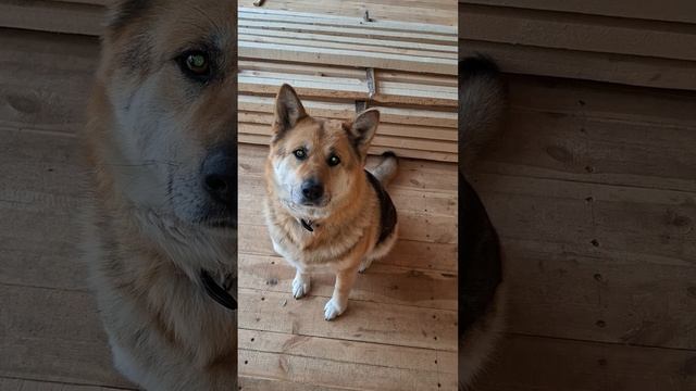 1000023140.mp4 (Собака наблюдает за утеплением кровли дома А-фрейм)