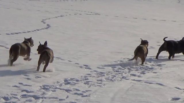 Маленькие булочки и их бабушка Хонда!