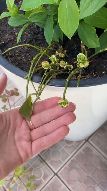 Планы вырастить красивущий барвинок 😊 #кашподляцвет?