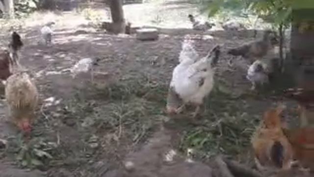 Итоги инкубации. Февральский вывод домашних цыплят.