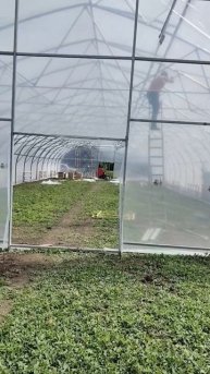 Монтаж в городе Кореновск. теплица 12 метров ширины и 70