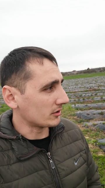 Выращивание клубники