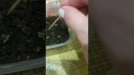 Сею эустому и бегонию.