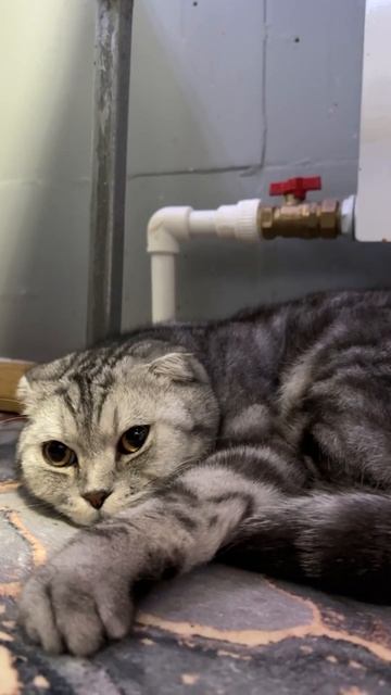 Кот Семен танцует глазами