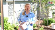 СЕКРЕТЫ ВЫСАДКИ И ПЫШНОГО ЦВЕТЕНИЯ АМПЕЛЬНОЙ ВИОЛЫ