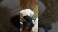 Ярки дорпер продажа от заводчика