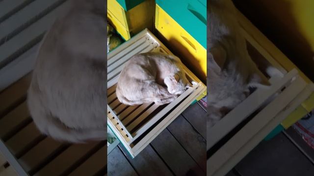 ✔🐱Персик🍑 – трутень🐝❓ ✔