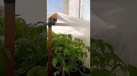 🍅 Что с рассадой томатов🍅🍅👍😁