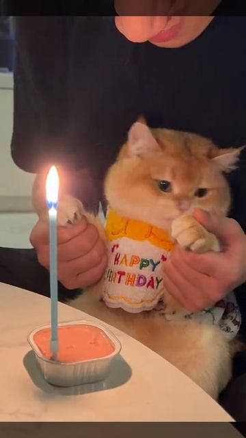 Днюха котика