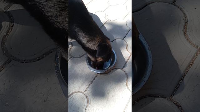 Вы же не видели, как Зайка ест.. Она не жует, она заглатывает)
