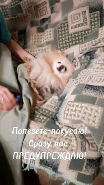 Я Шпиц,по кличке Кент,Ребятам шлю ПРИВЕТ!