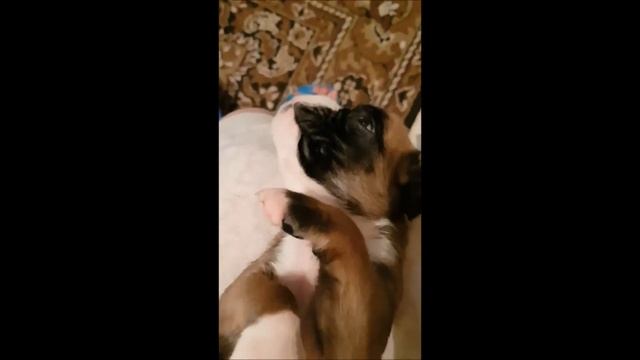 НВХ Юверо 3 недели