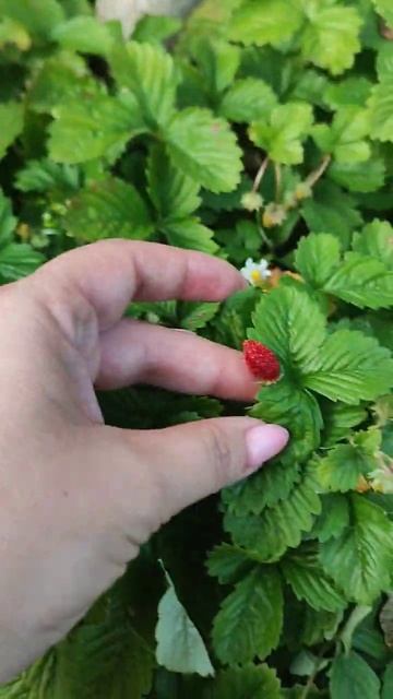#сад #gardenplants #garden #gardenземляника #сад #растения