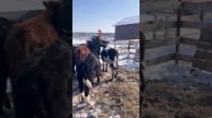 Тем временем на челябинской ферме