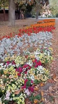 Ковровая посадка однолетников в Самаре.Flowers in Samara city.