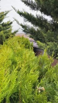 Санитарная обрезка хвойных и лиственных зеленых🌲🌳