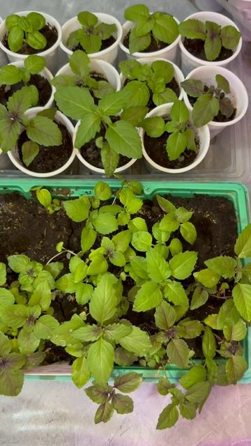 Зелень на окне 🌱два месяца после всходов. #plants #garden