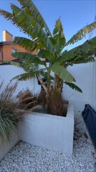 Утепляем бананы 🍌 #рек #gardening #garden #рекомендации #банан