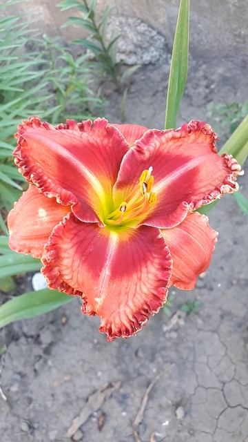#daylily #plants #garden #nature #summer #shorts #flowers #лилейник #perennial #клумб?