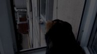 Лучшие моменты с забавными кошками.
