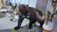 Магаданский краеведческий музей получил в дар экспонат росомахи