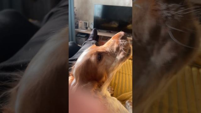 Наша Фиби разговаривает или поёт?