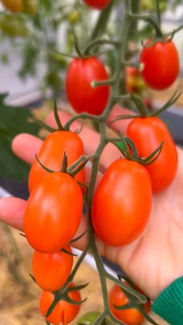🍅 Черри Ля Мур - сладкая любовь с первого взгляда! #Semena
