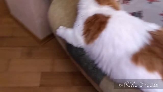 Мой кот Кузя