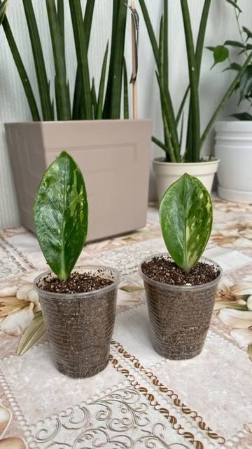 Отличный вид сбережений, я считаю 😂👌🏻 #plants #замиоку?
