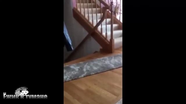 Подборка Приколов 2020 BEST CUBE 2020 Лучшие Видео из Инстаграм BEST COUB 2020 Приколы ИЮЛЬ 2020