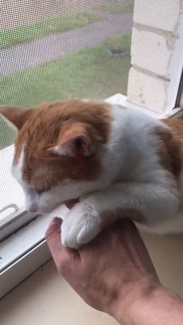 Кевин