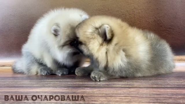 шпицы Линды