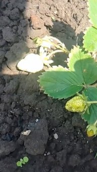 ВЕСНЯНА ПОСАДКА ПОЛУНИЦІ 2023 РІК!!! #клубніка #азія #аль?