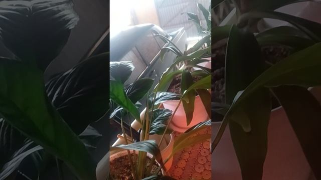 Все цветы лимон на улице под навесом поставила