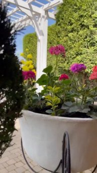 Пергола во дворе #сад #можжевельник #обработкасада #зл?
