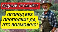 Кладоспориоз томатов в теплице Лечение фитоспорином