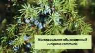 Гидролат Можжевельника