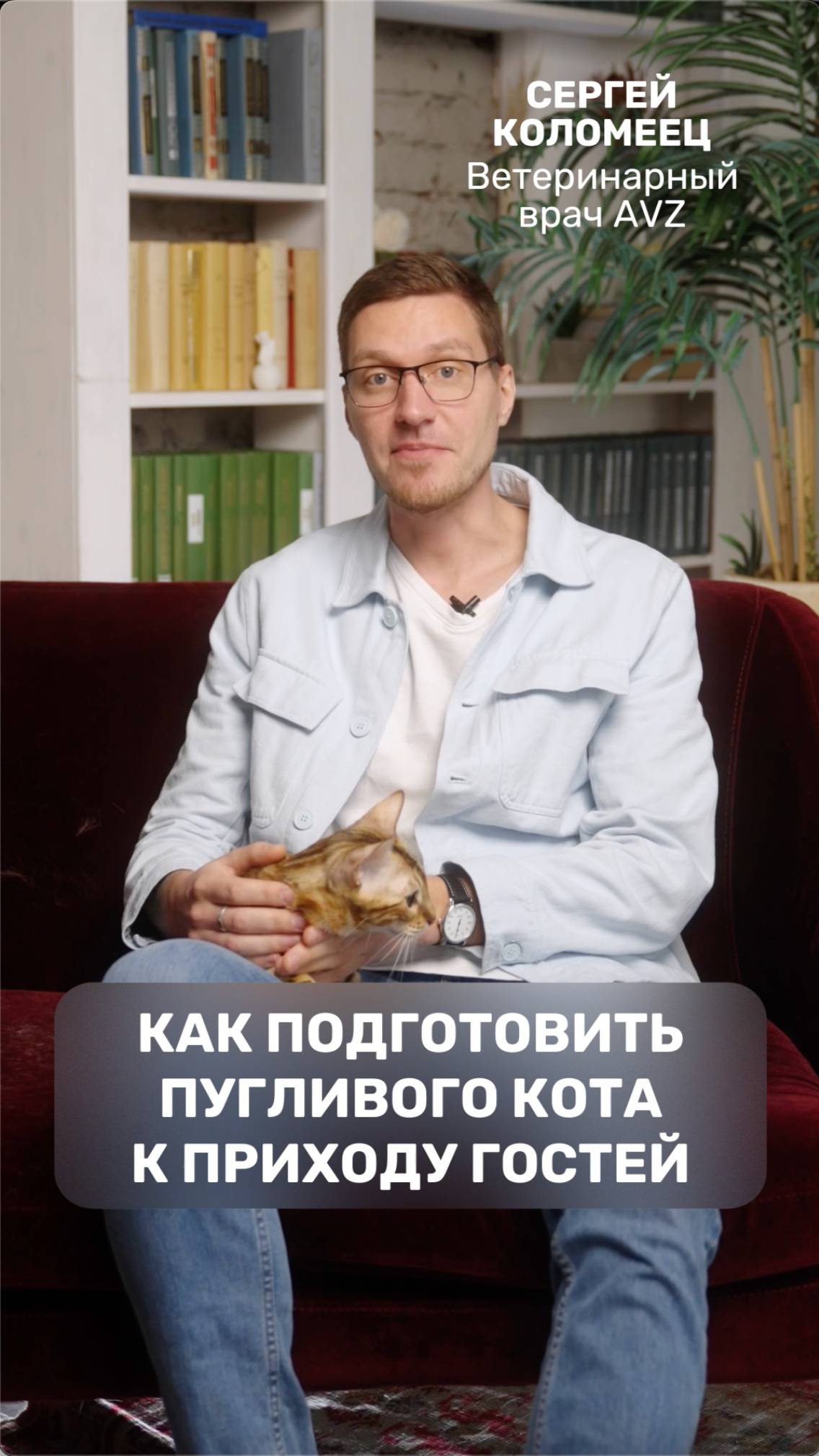 Как подготовить пугливого кота к приходу гостей