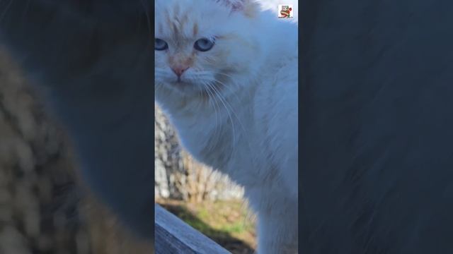 Скажи мне Господи откуда 😇🌈🕊💓🙏😻🌏