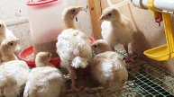 07-05-2025Переселил индюшат в новый брудер, индюшатам 13 суток