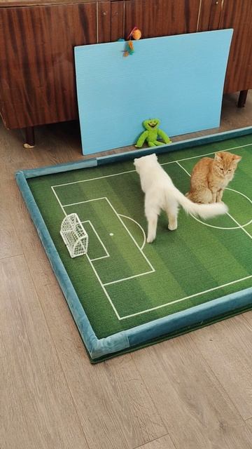 ⚽ 🏆 Футбол. Чемпионат мира среди котят. 06, 05, 2025 Шорты